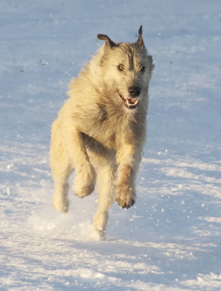 ‘Vulnerable Native Breed’