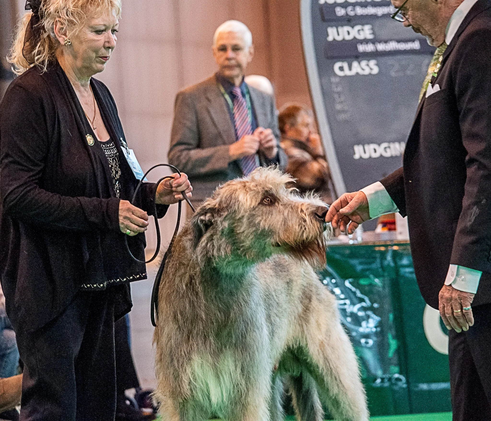 Crufts 2015 ...…..it’s the taking part that matters!