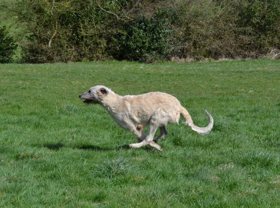 RD_Fit for function 8.jpg