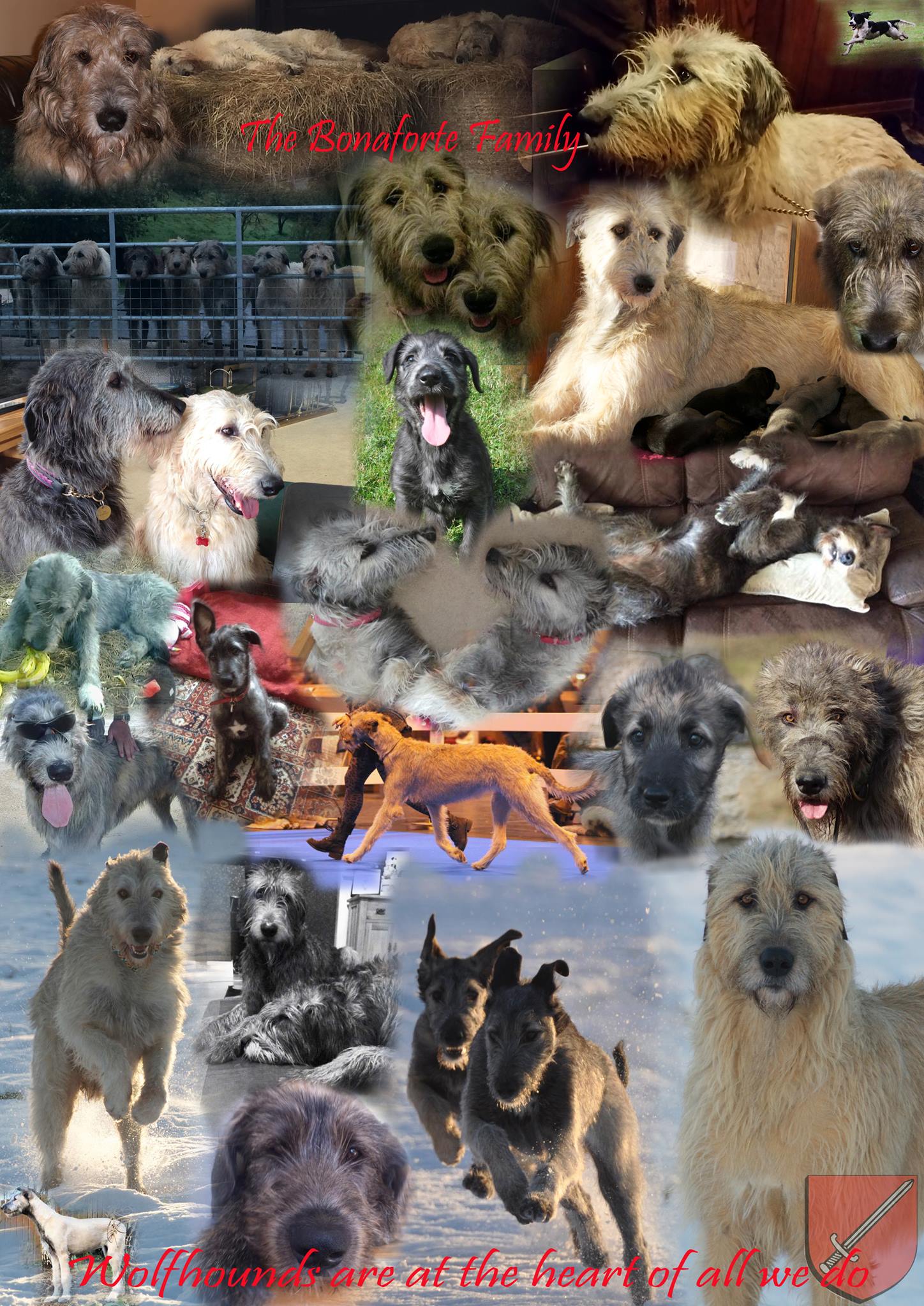 Irish+Wolfhounds+@+Bonaforte.jpeg
