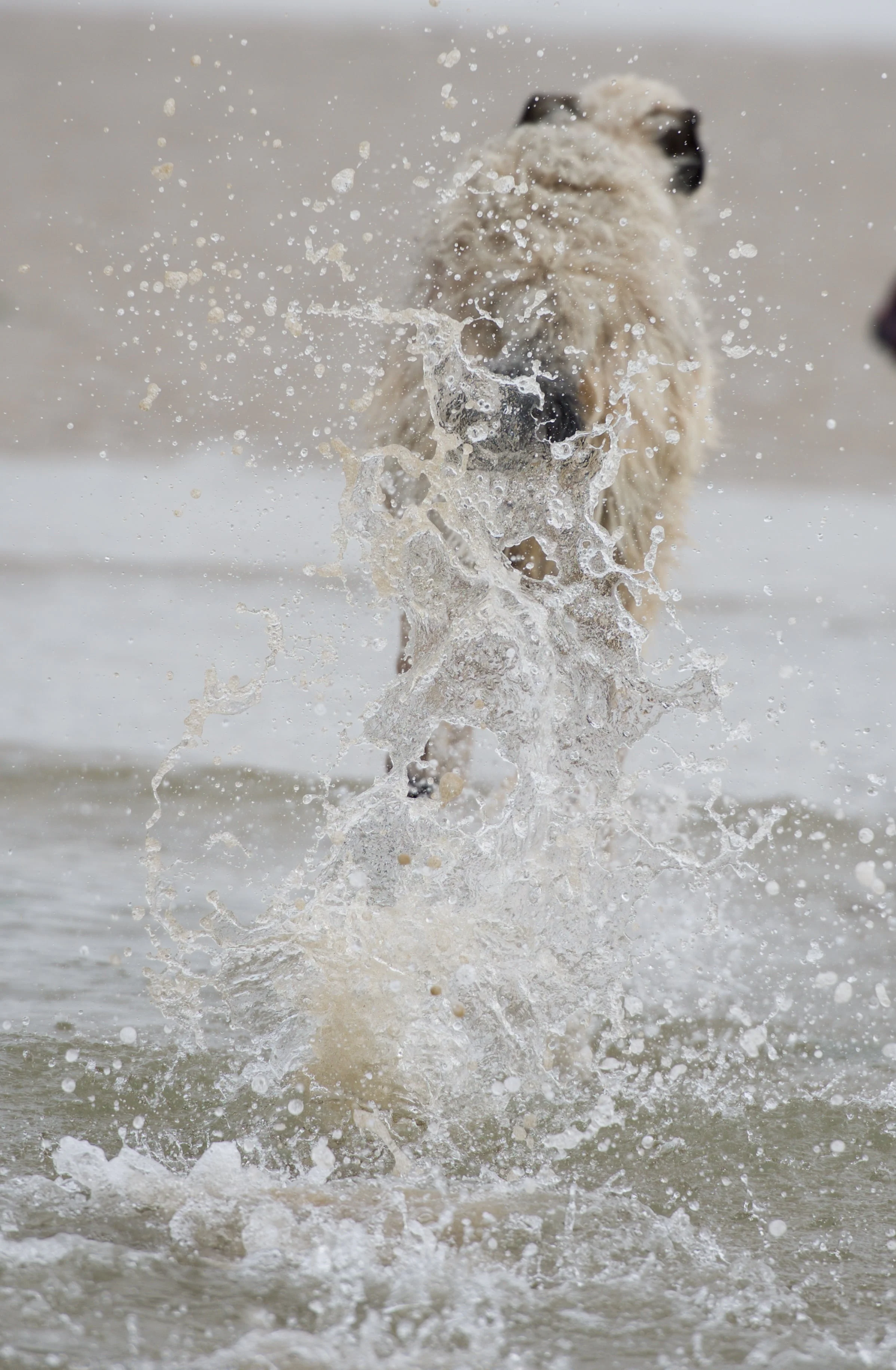 DSC_3915.jpg