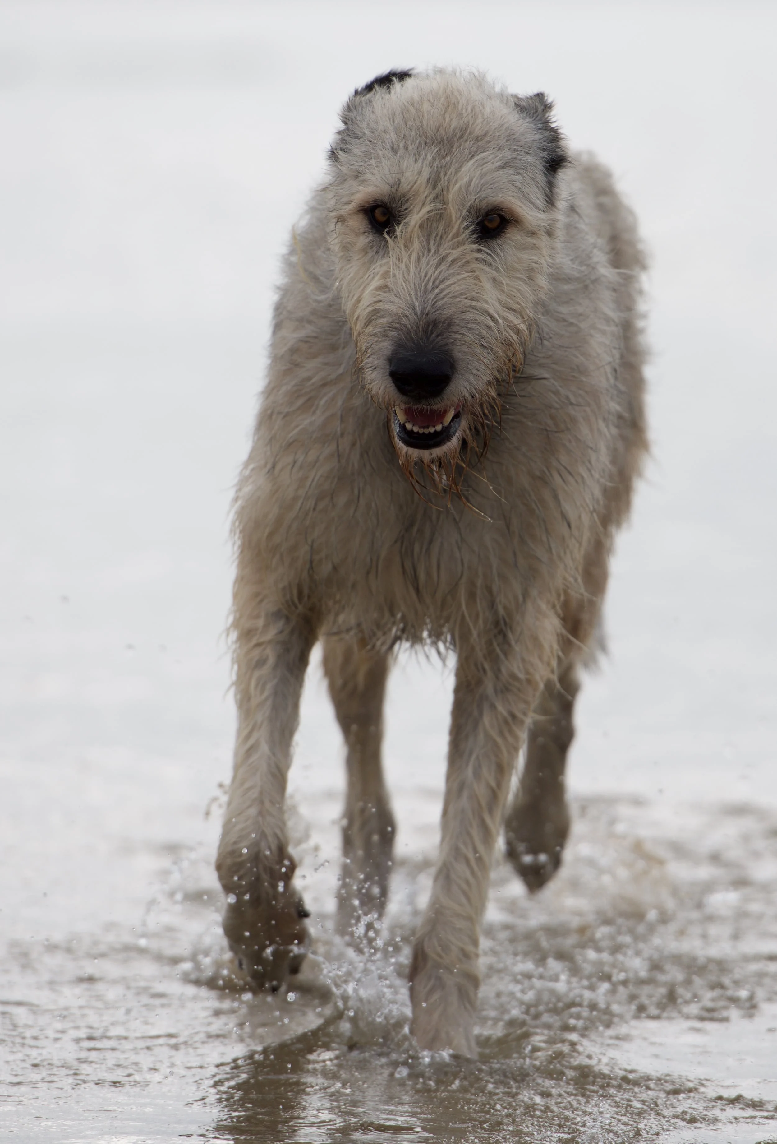 DSC_3930.jpg