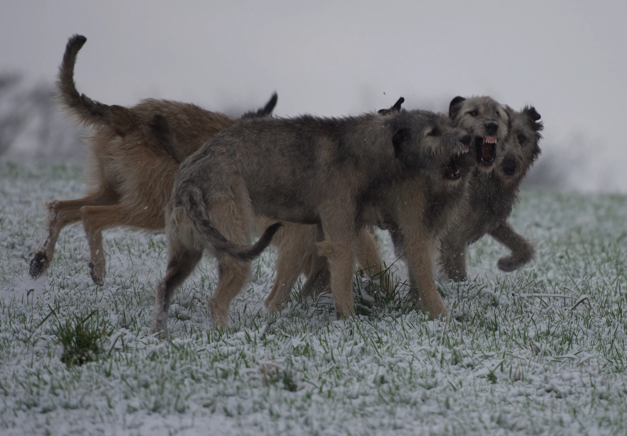DSC_7395.jpg