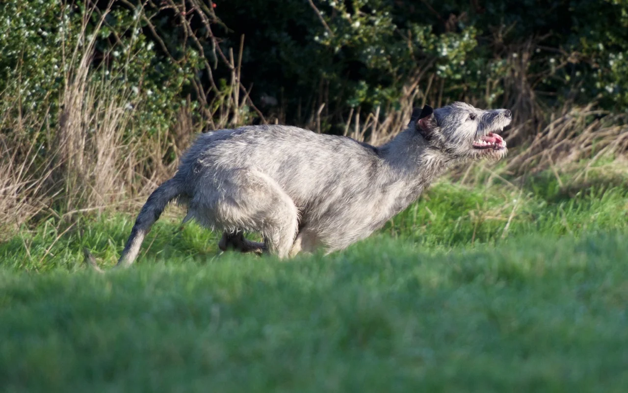 DSC_7601.jpg