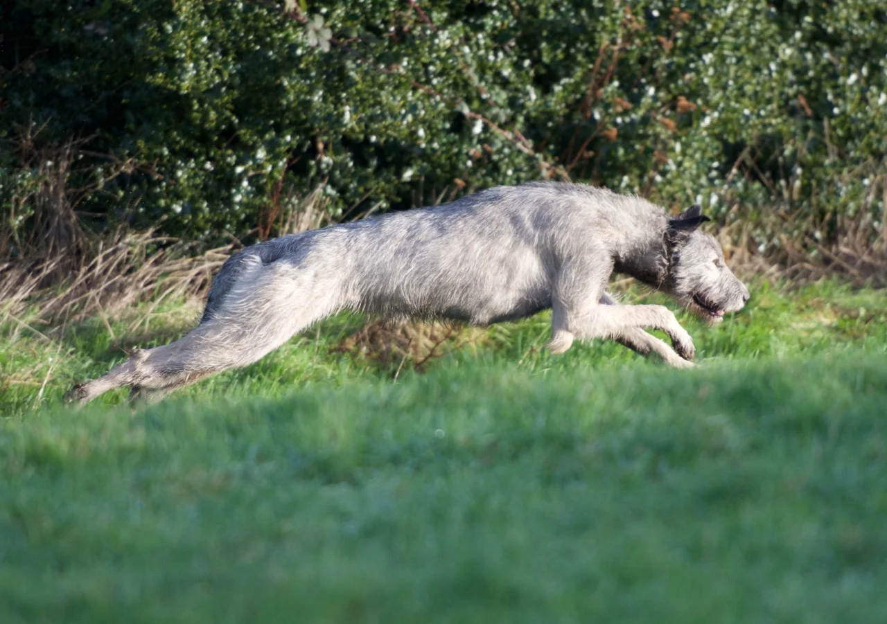 DSC_7602.jpg