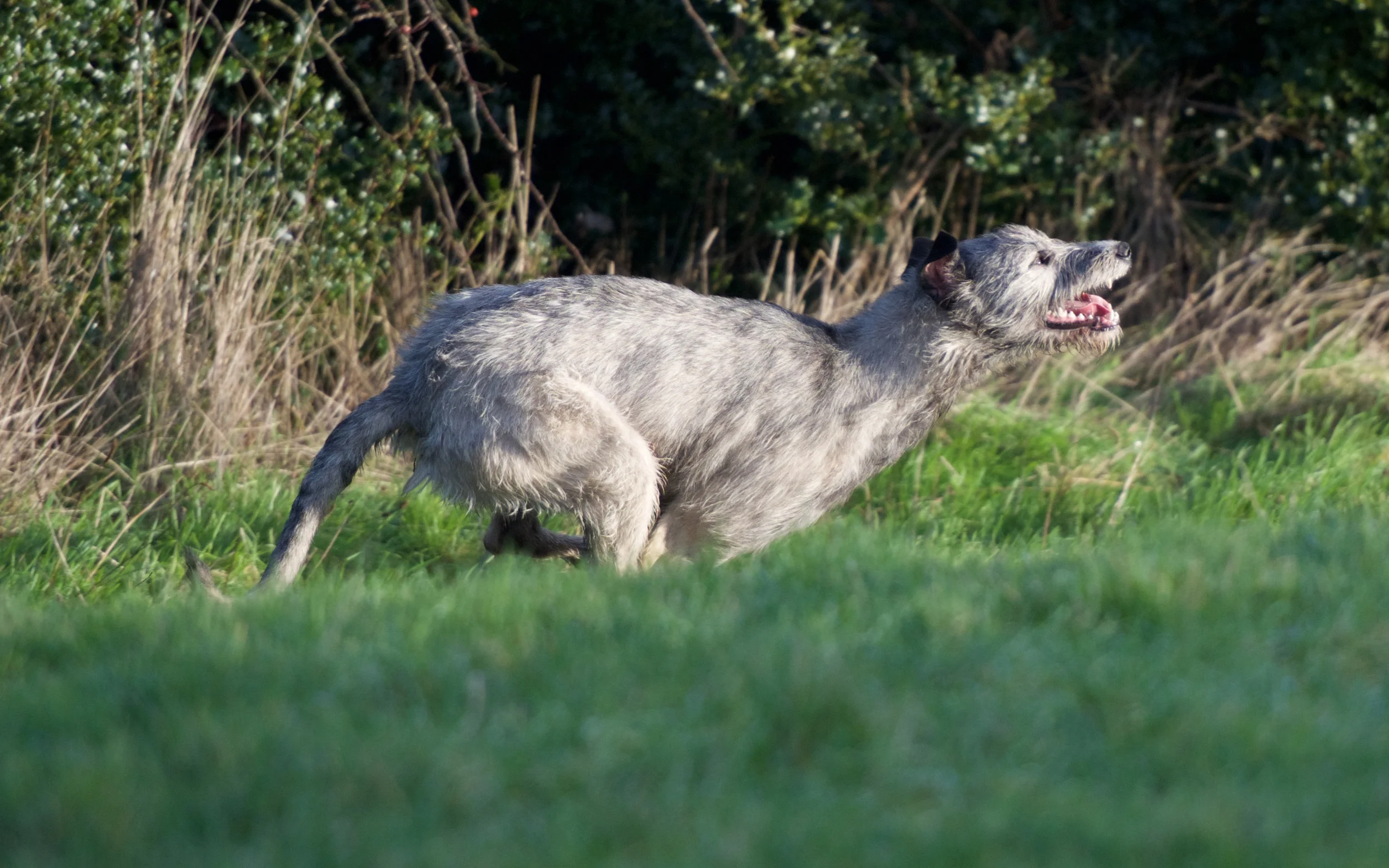 DSC_7601.jpg