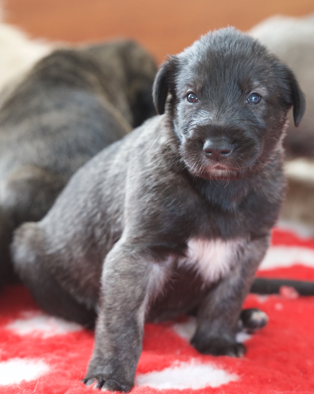DSC_1041.jpg