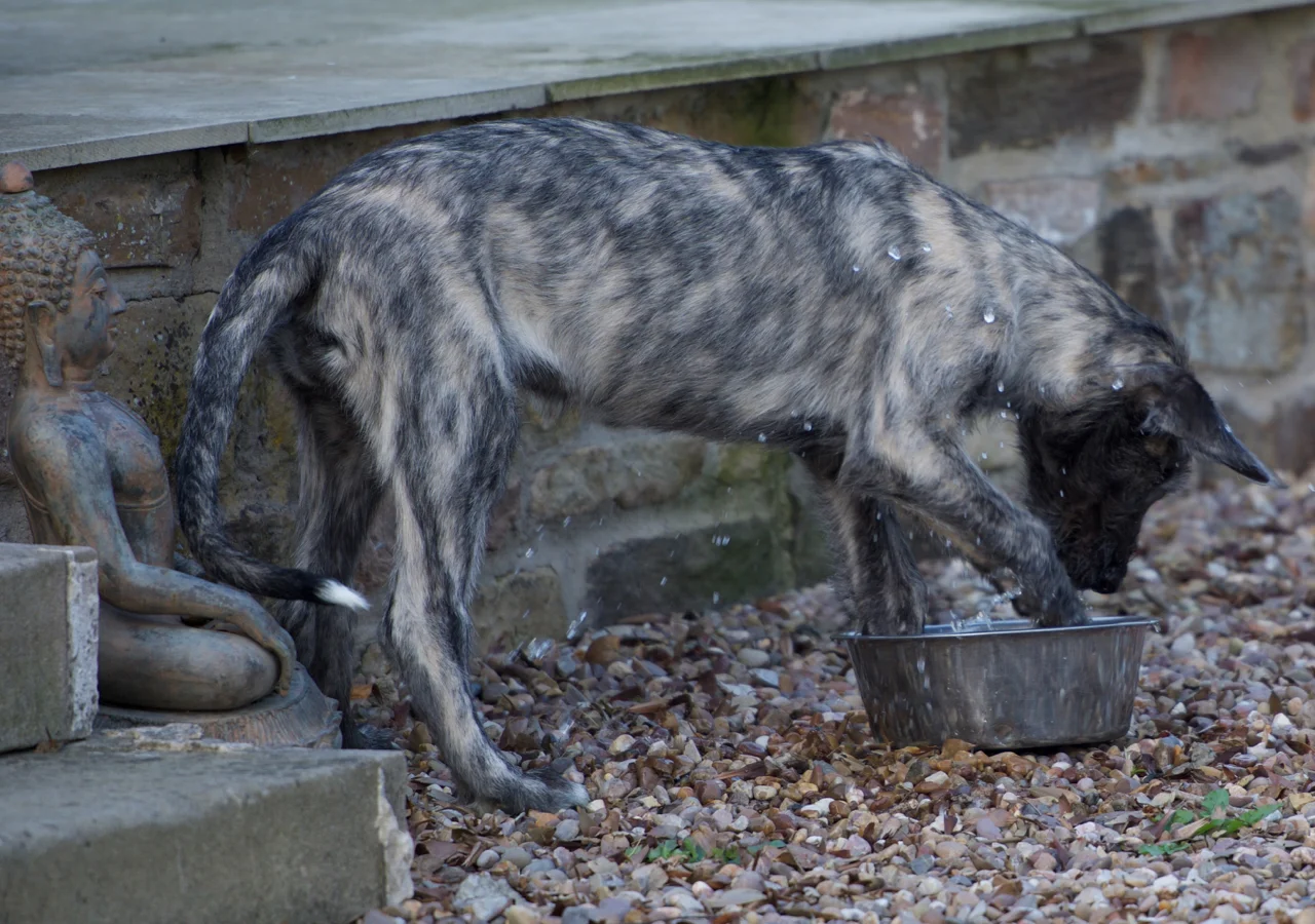 DSC_1921.jpg