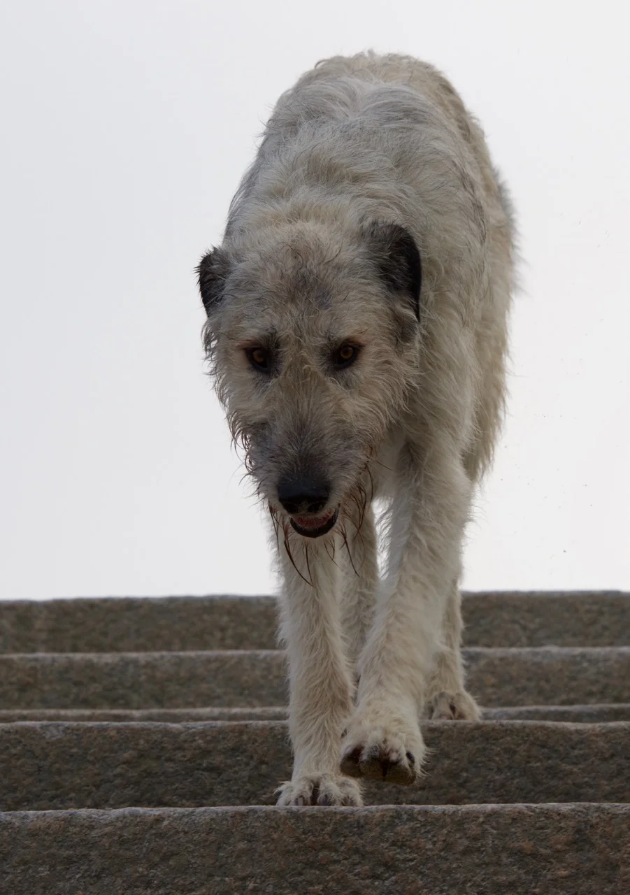 DSC_4917.jpg