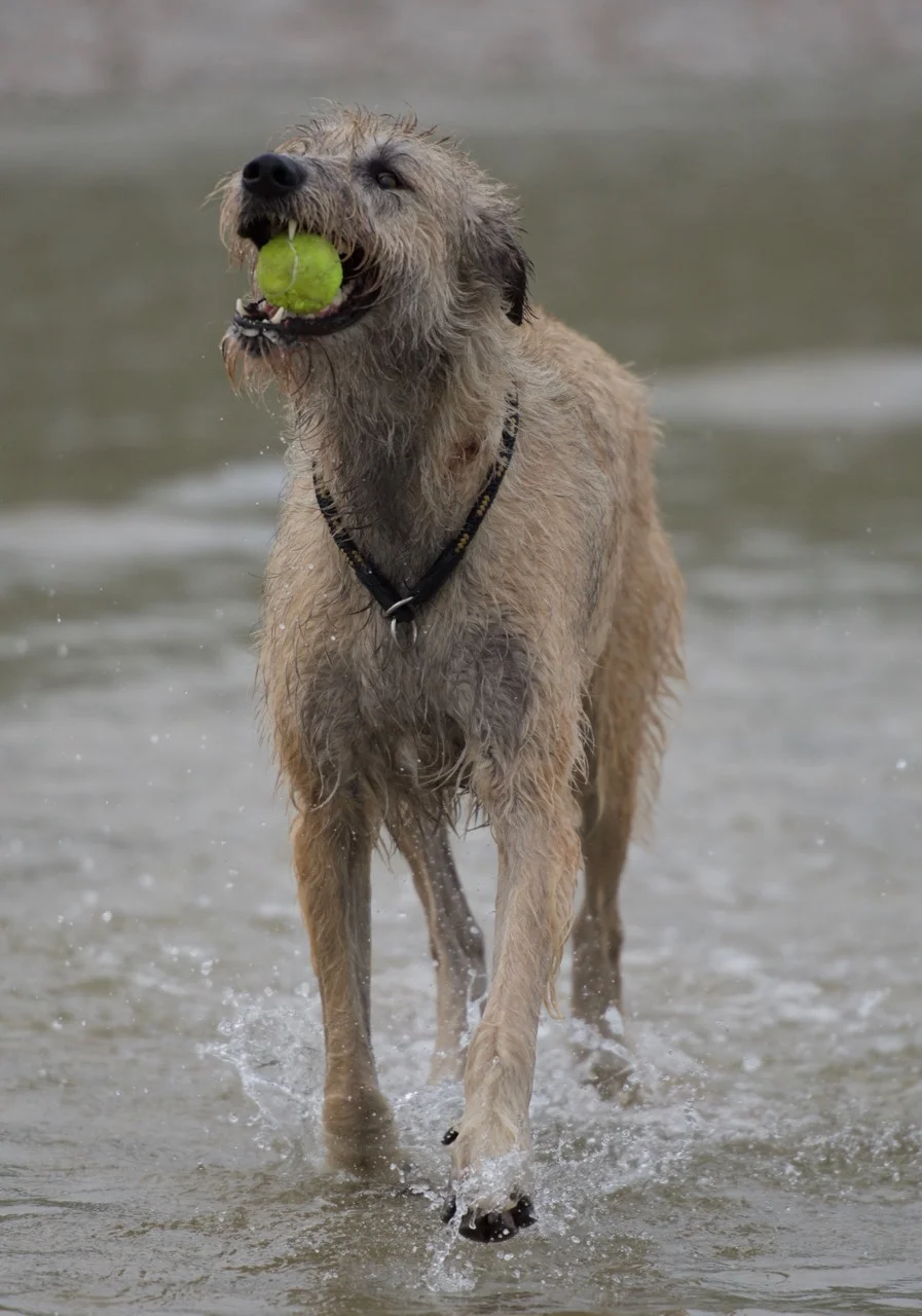 DSC_4987.jpg