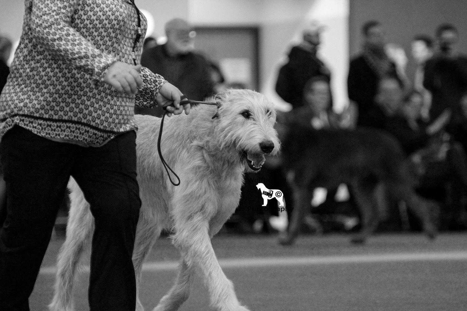 HERMINE VON DER SILLERQUELLE &nbsp;- will be 10 years old in December 2016