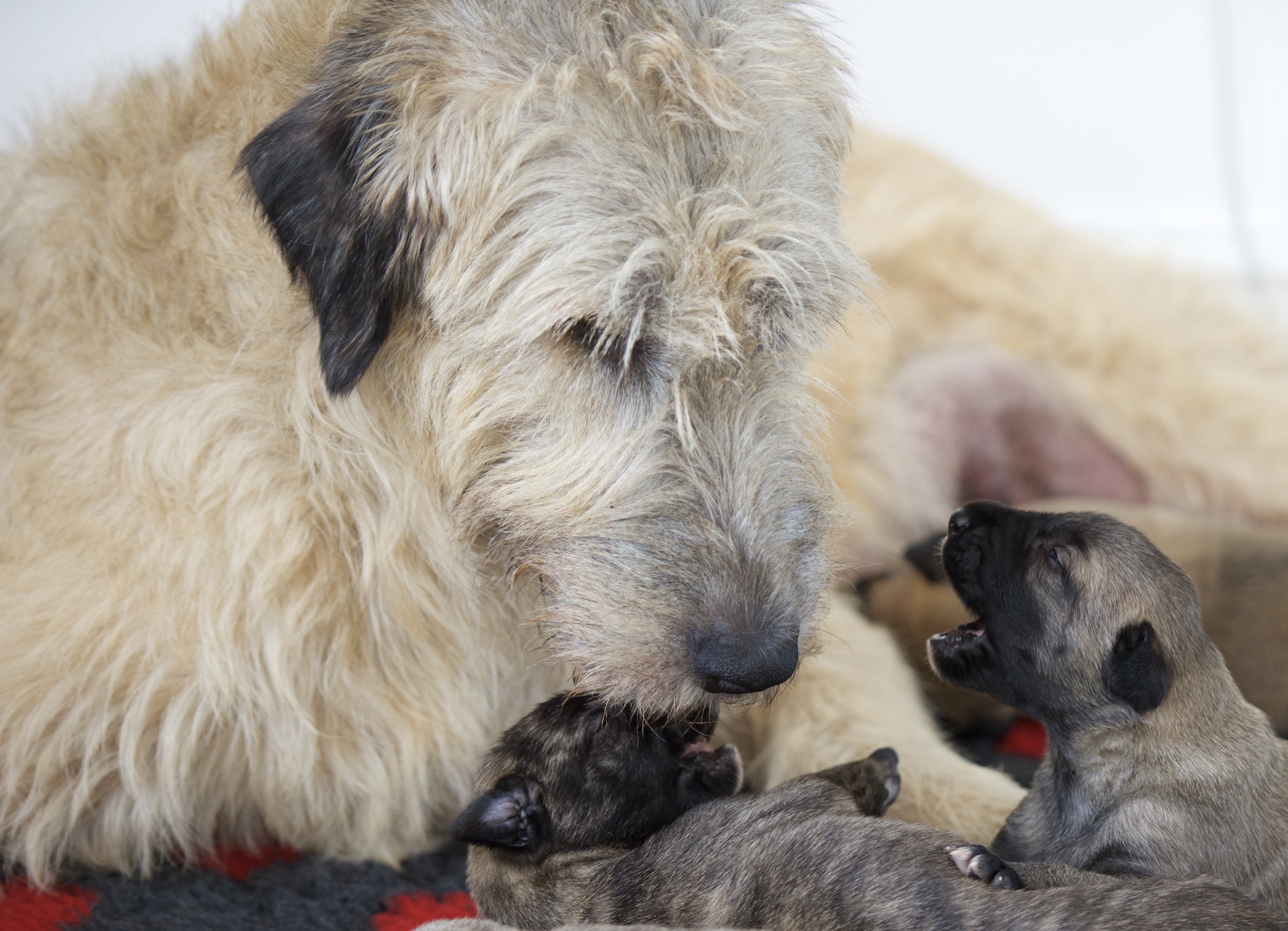 Puppy Info — Bonaforte Irish Wolfhounds
