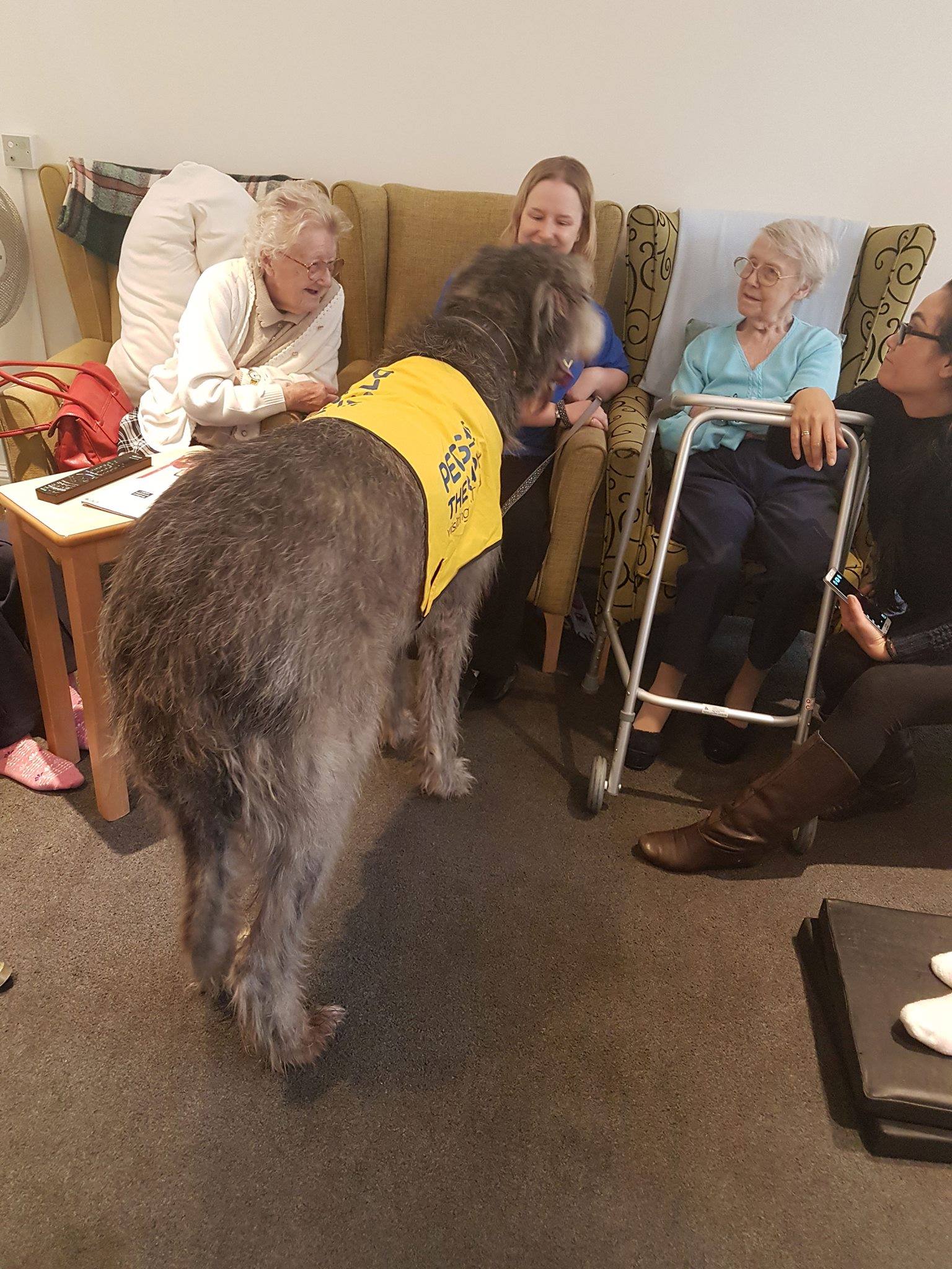 PAT dog Jake 