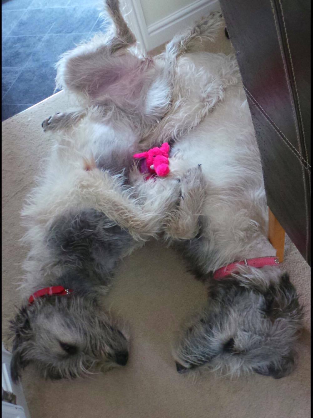 Bonaforte's Identical Irish Wolfhound twins 