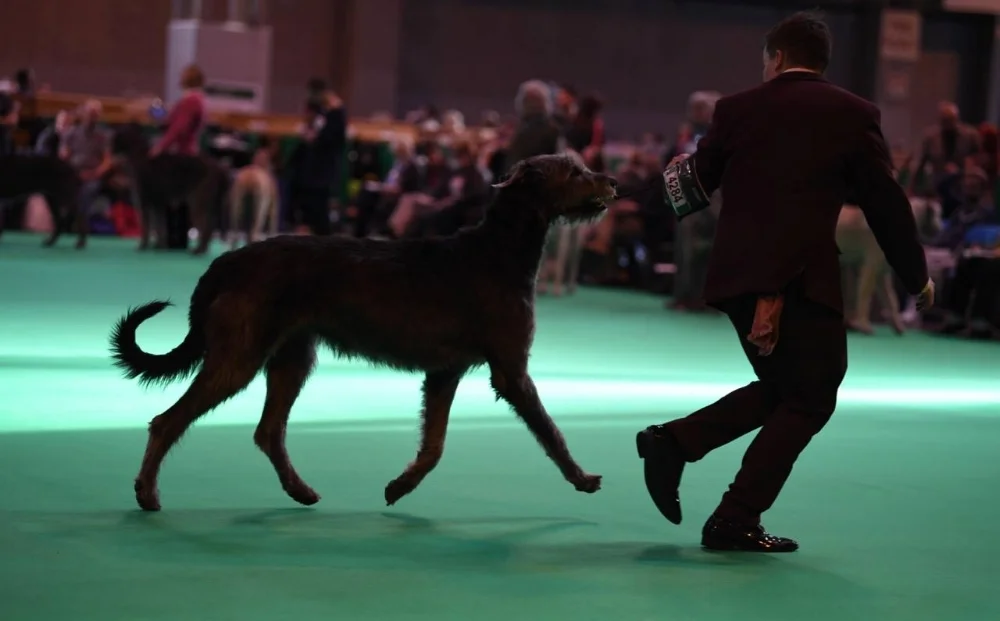 Crufts 2017 in Memory of the Beautiful Gellie 
