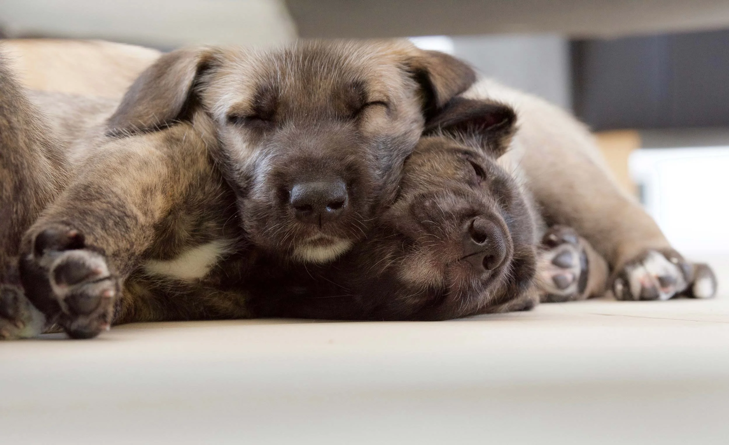 Puppies_Book_Hero.jpg