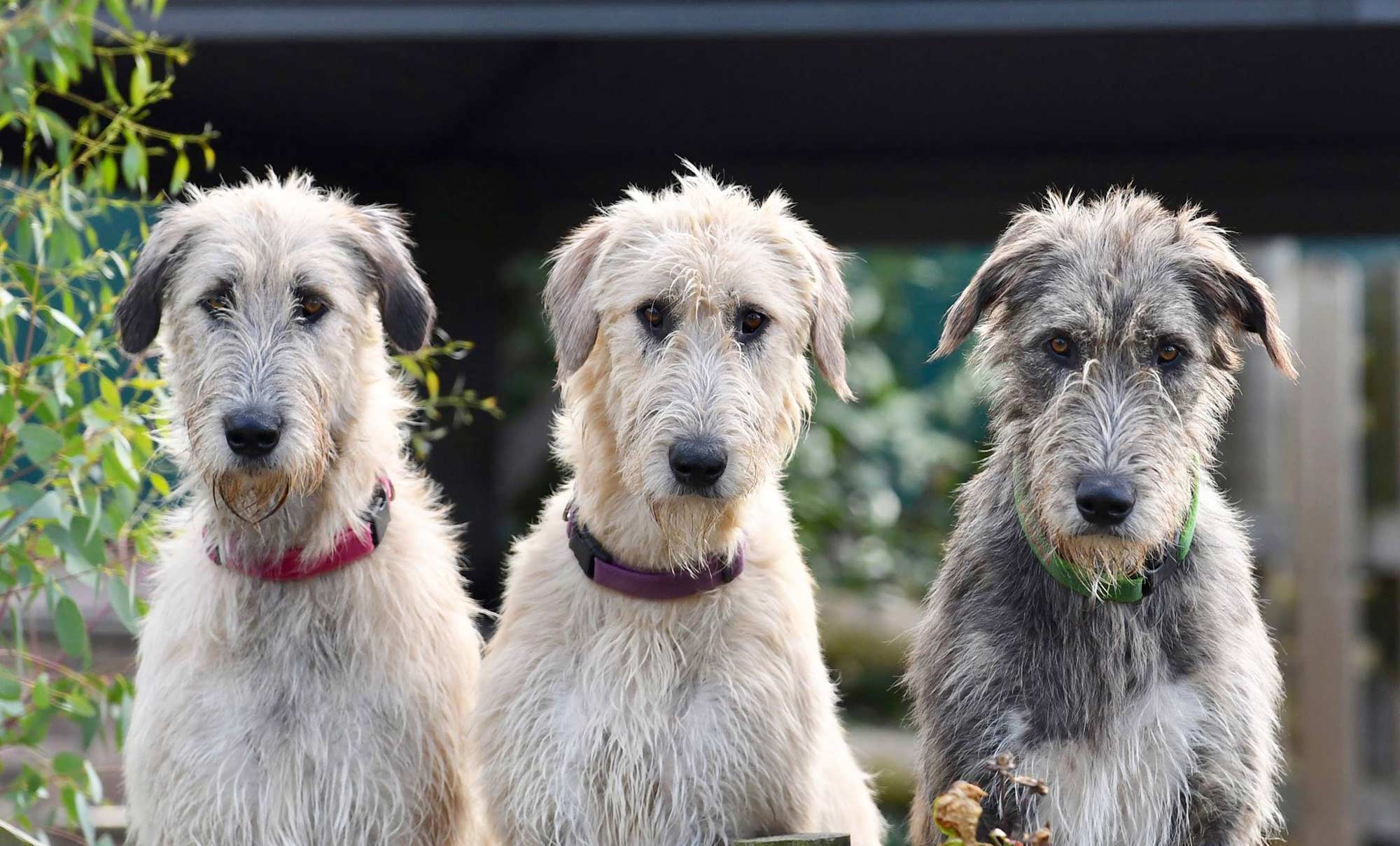 cream irish wolfhound