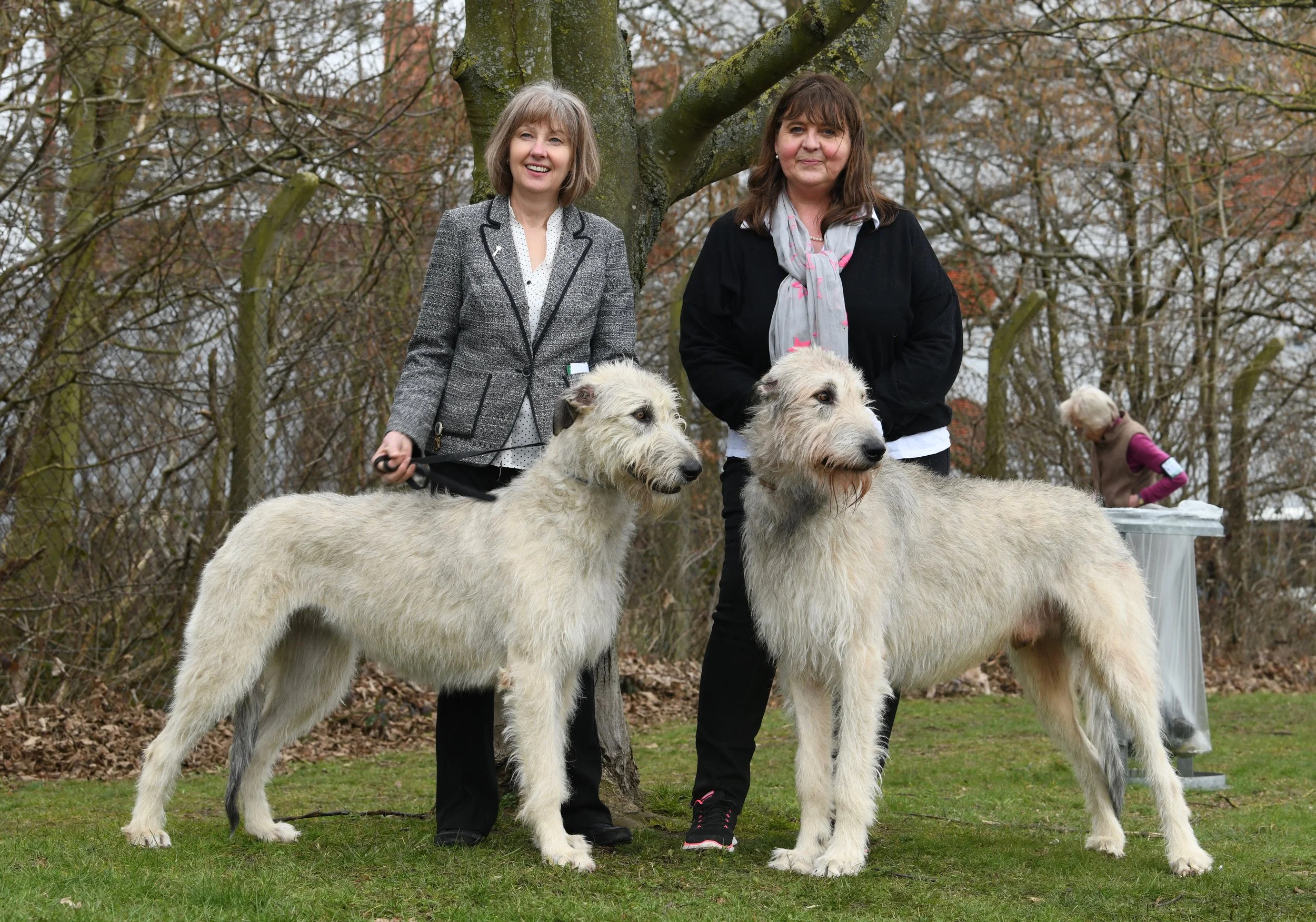 cream irish wolfhound