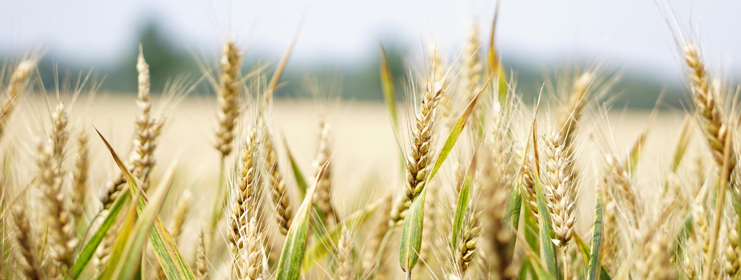What are the benefits of a grain free diet?
