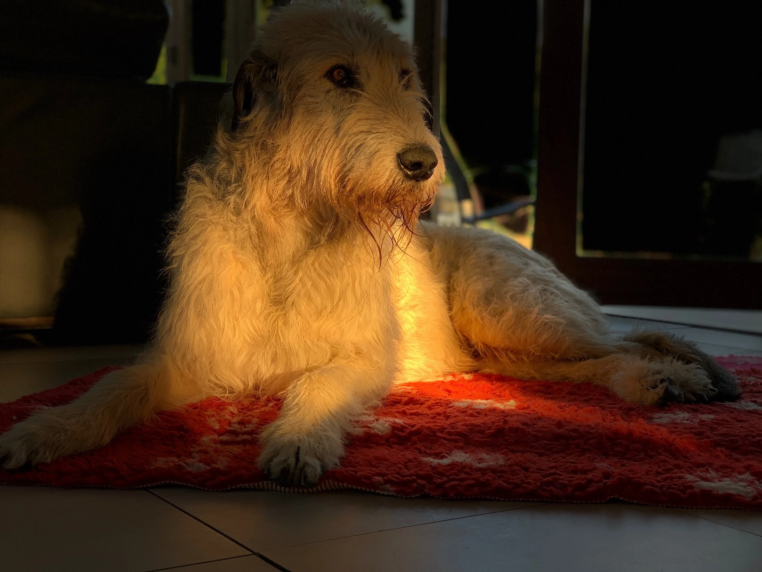 Best Dog Food for Irish Wolfhounds — Bonaforte Irish Wolfhounds