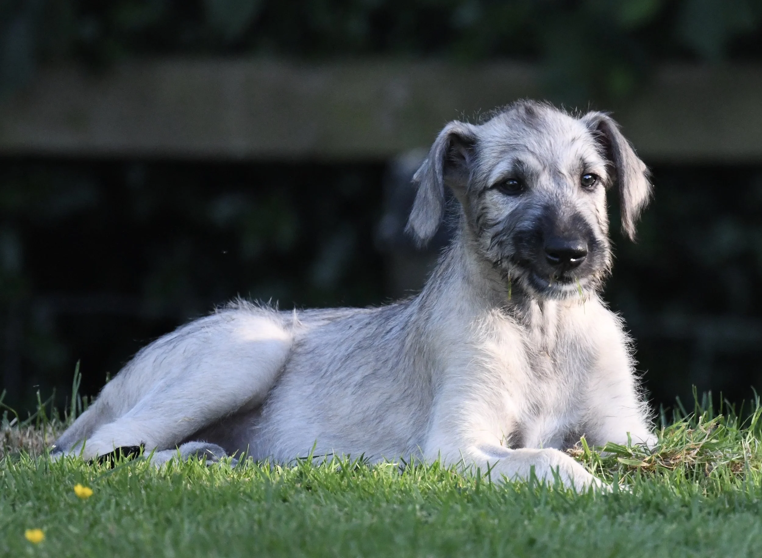  Skin &amp; Coat Functional Treats