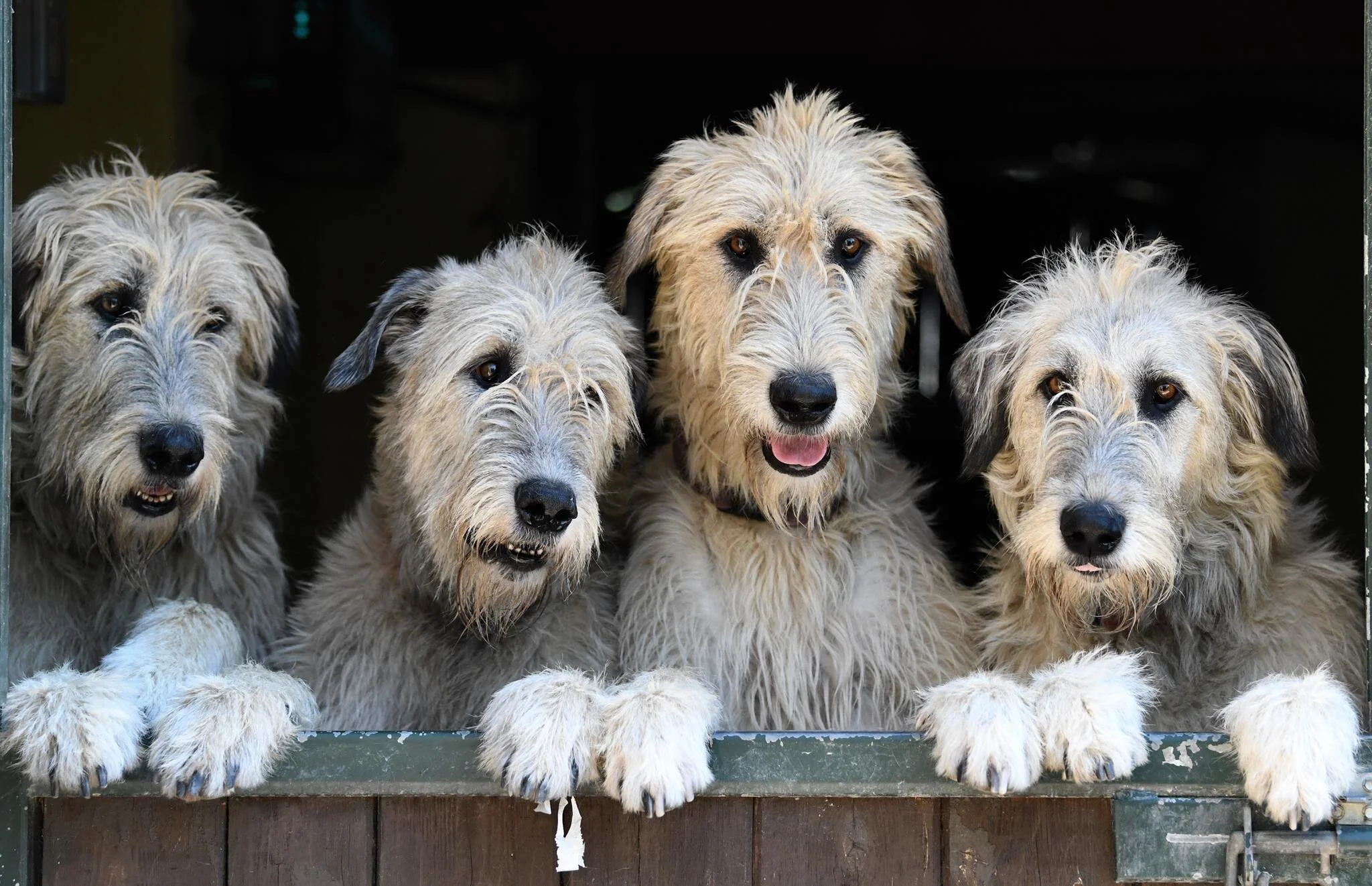 thumbnail image 2 of Irish Wolfhound Costs And Reputable Breeders 2 of 14