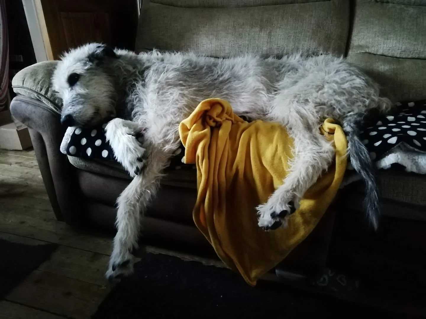 "I've always wanted an Irish Wolfhound."  by Helen Bligh