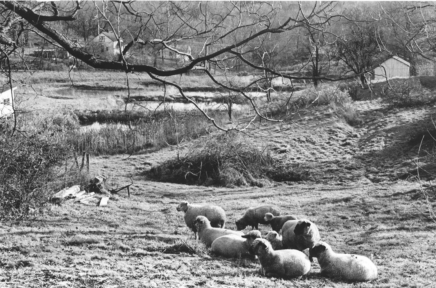 Sheep_1977.jpg
