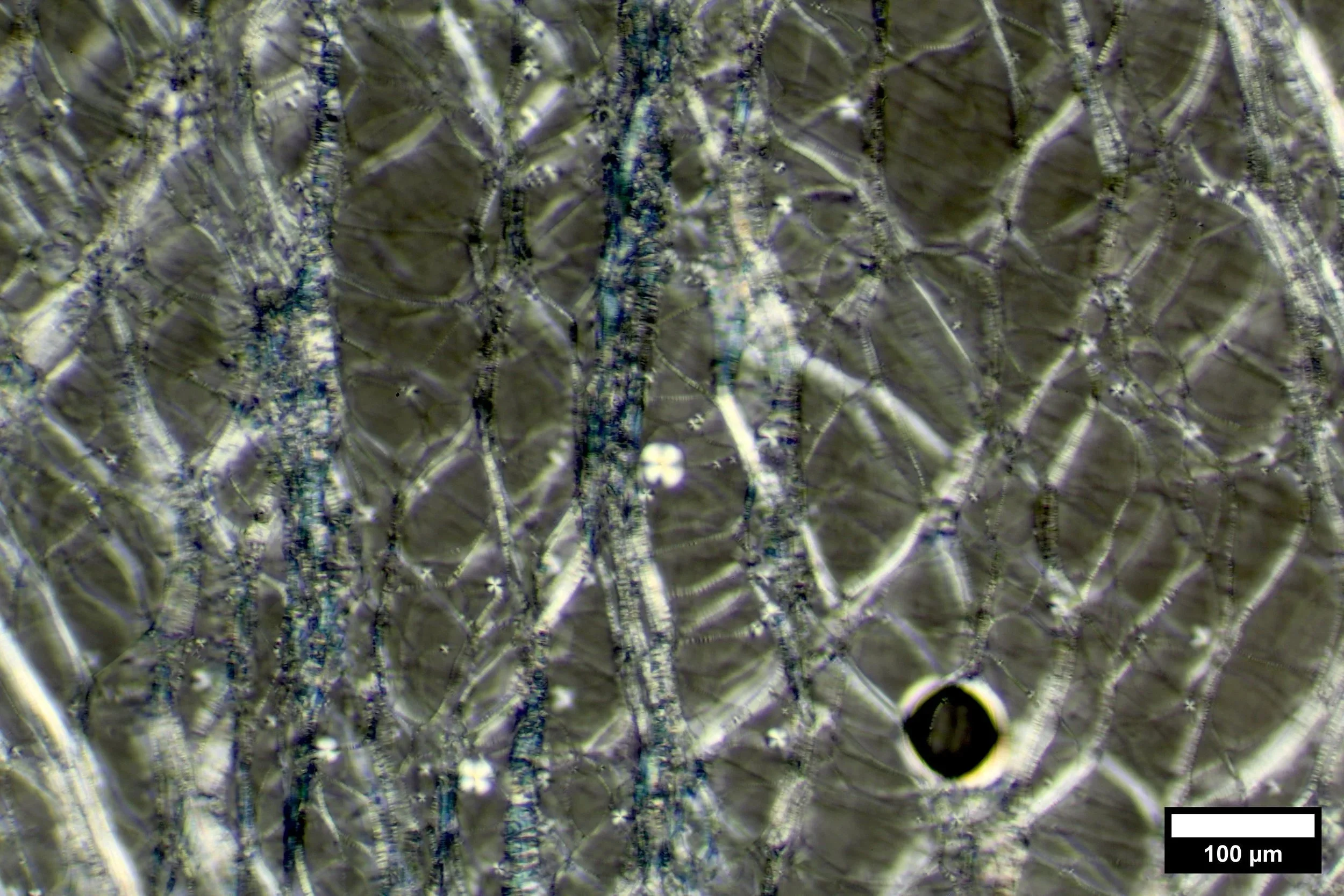 FCDs in surfactant paste