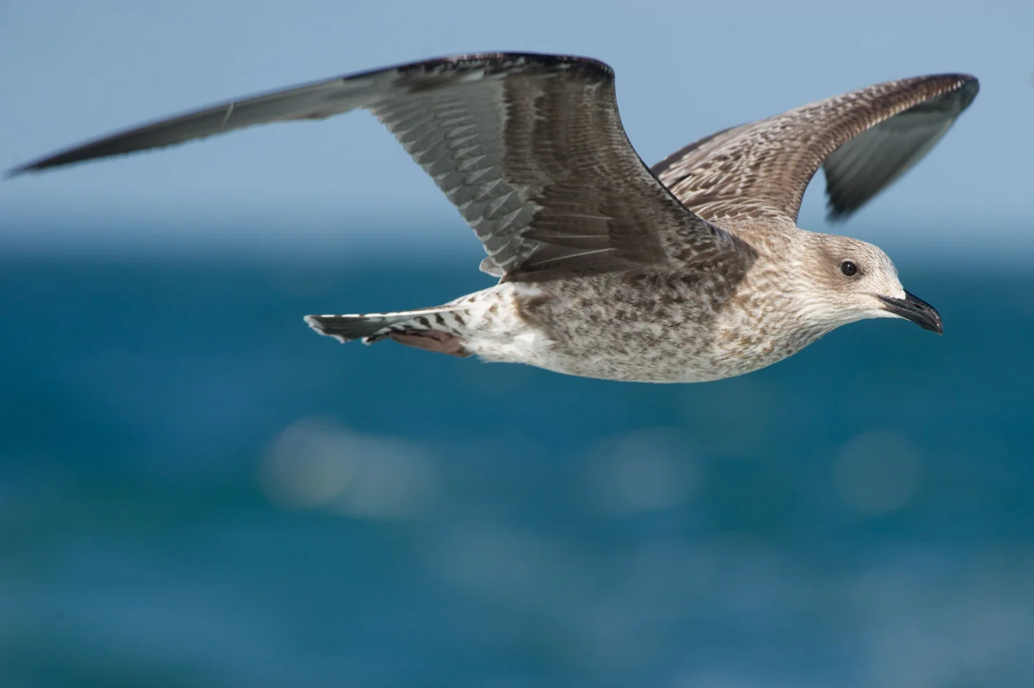 A 1st year juvenile Lesser Black-backed Gull has very interesting patterns to it's feathers.