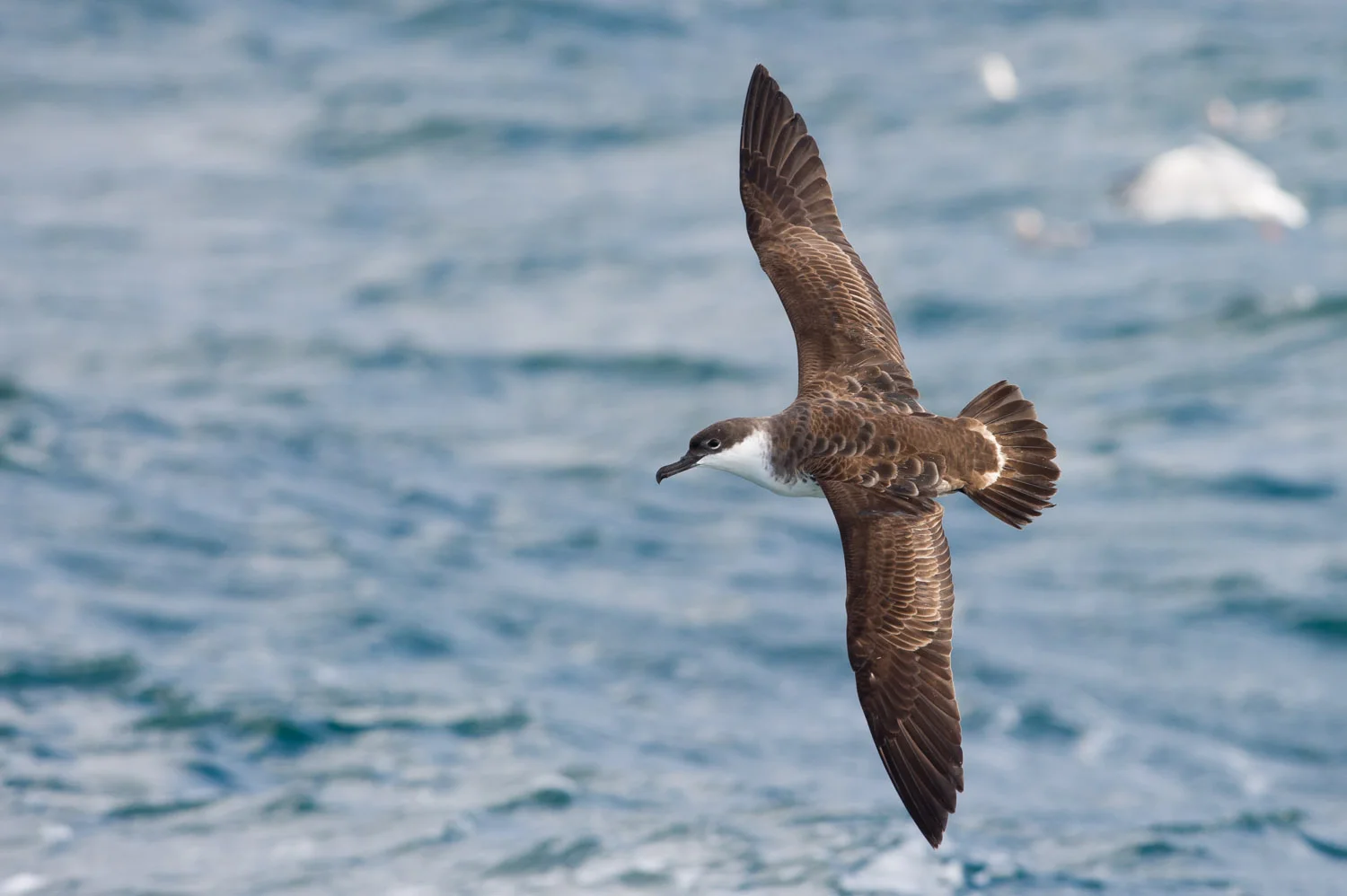A Greater Shearwater banks along side the boat