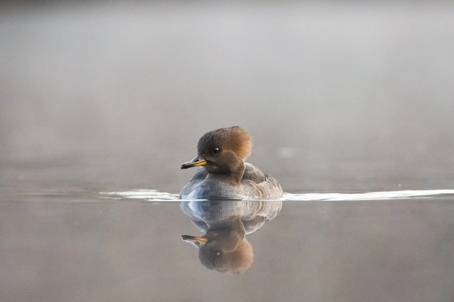A female Hooded Merganser swims right at me.
