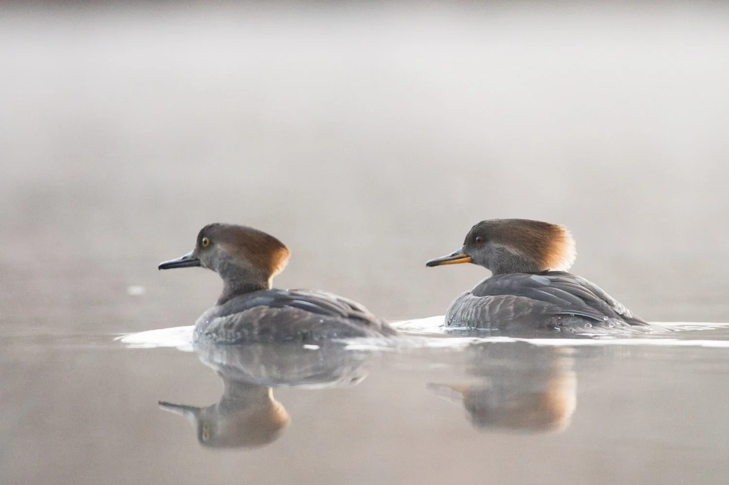 A juvenile male (left) and female Hooded Merganser