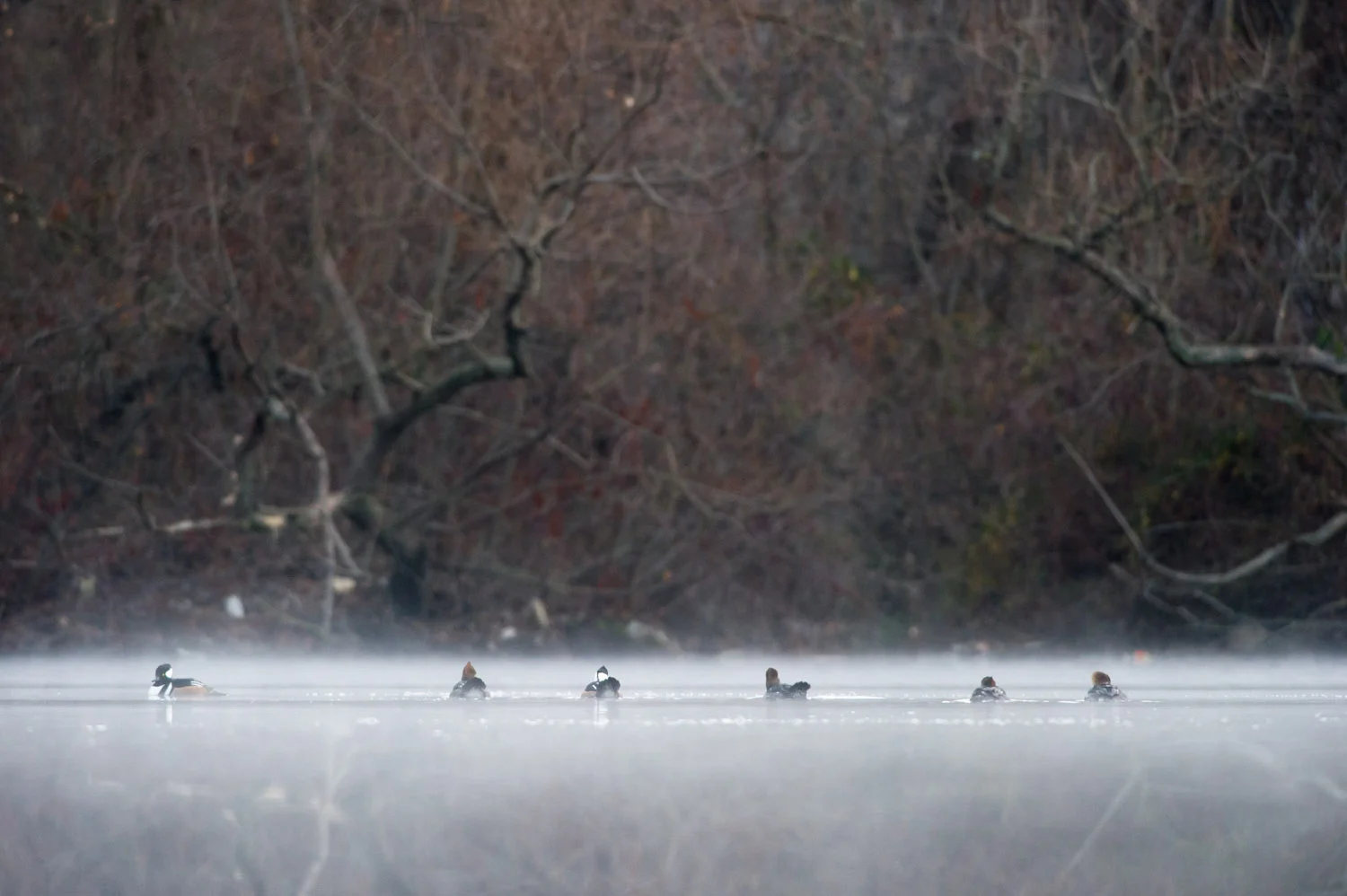 A group of Hooded Mergansers sit on the foggy pond early in the morning.