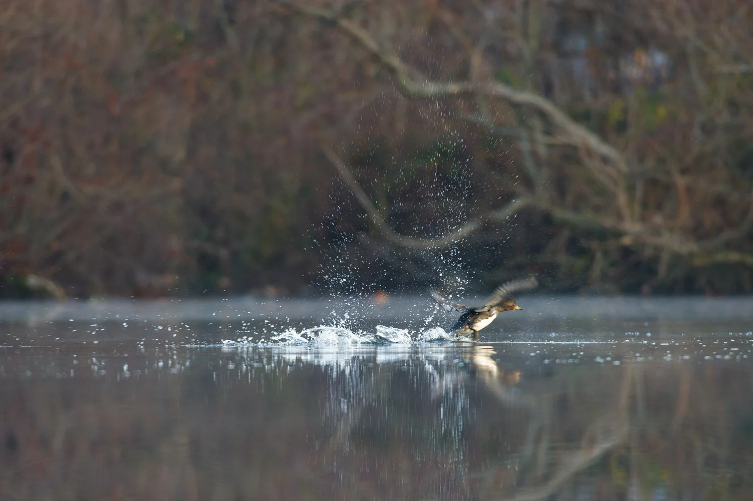 A female Hooded Merganser explodes from the pond in a spray of water.