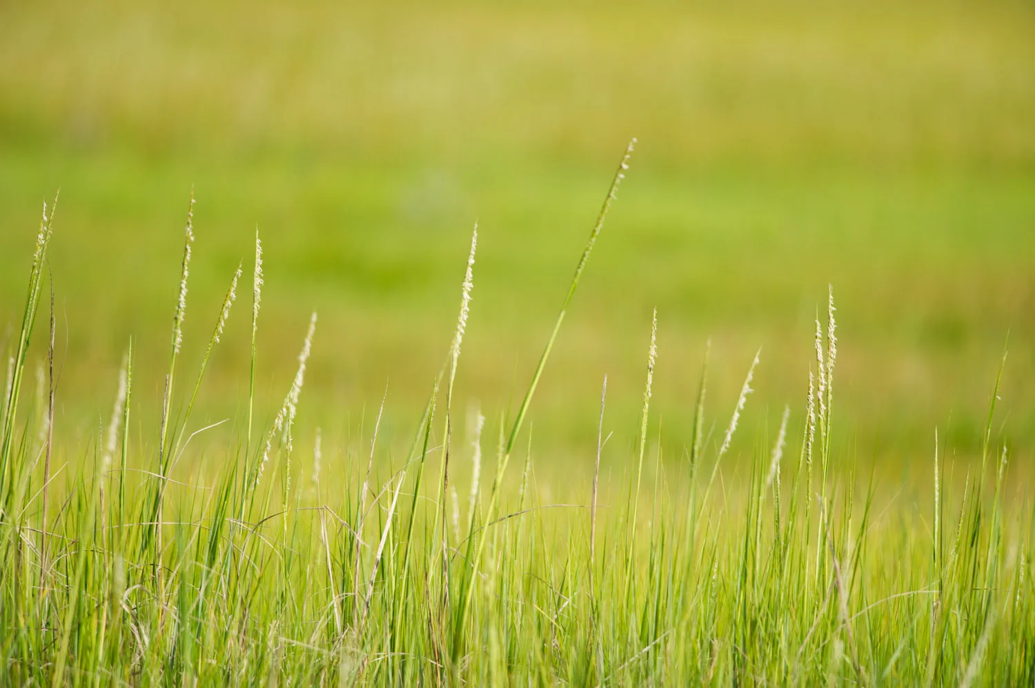 Bright Green Marsh Grasses