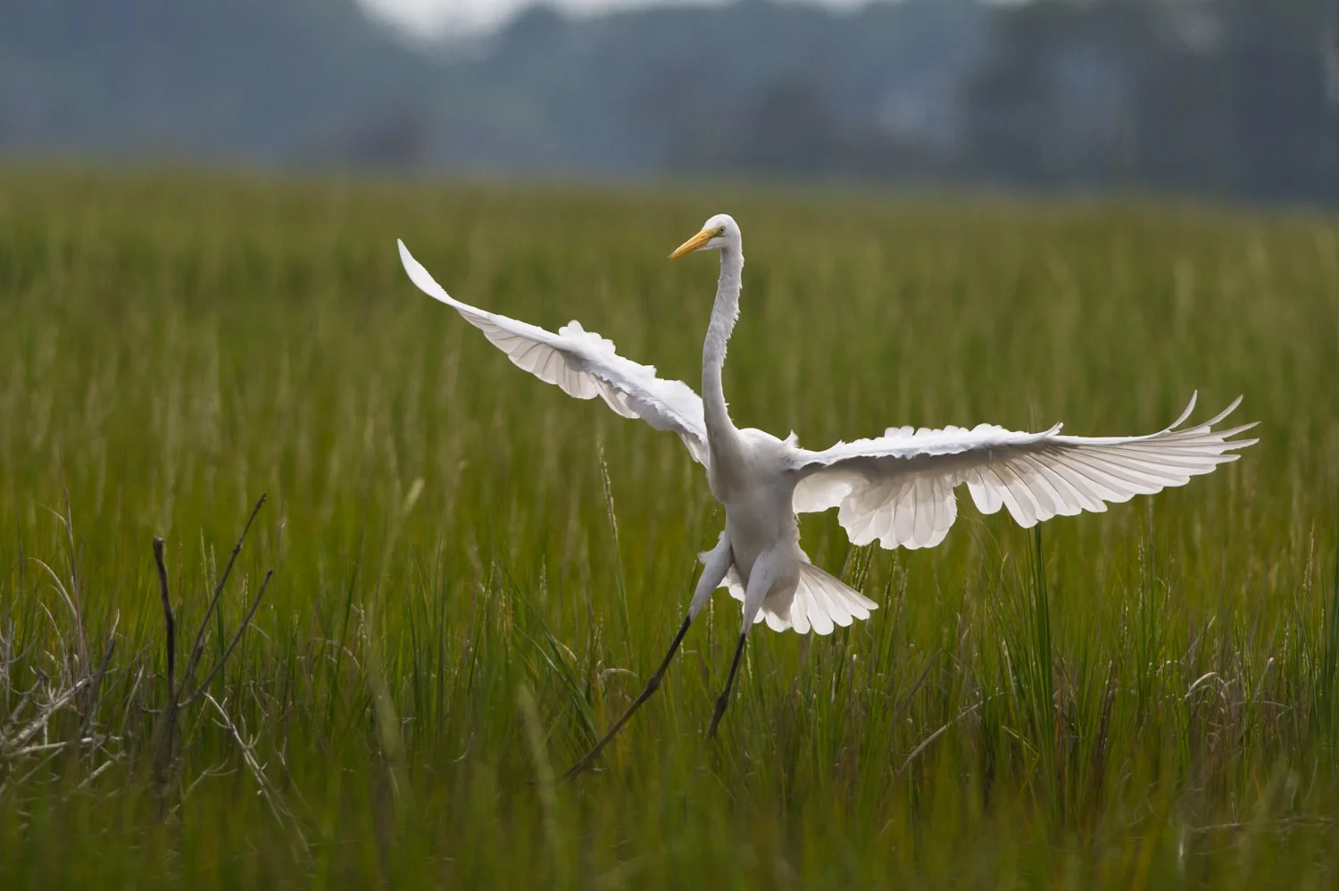 A graceful Great Egret comes in for a landing as I sit on the dock of the rental house.