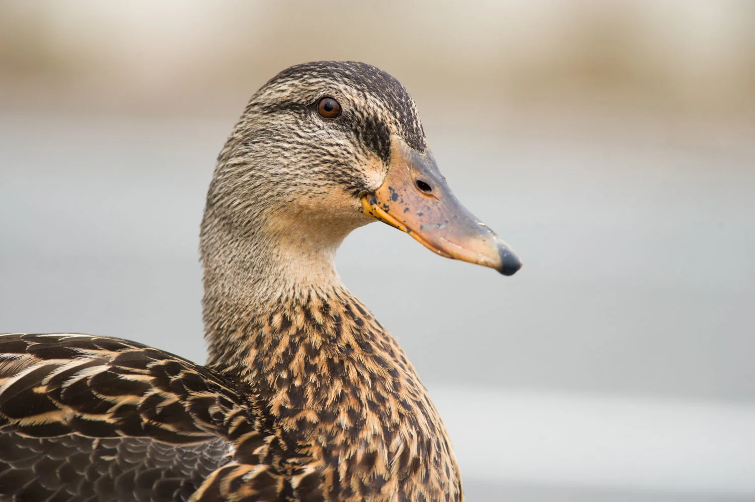 A female Mallard posed nicely near a small puddle that we walked by.