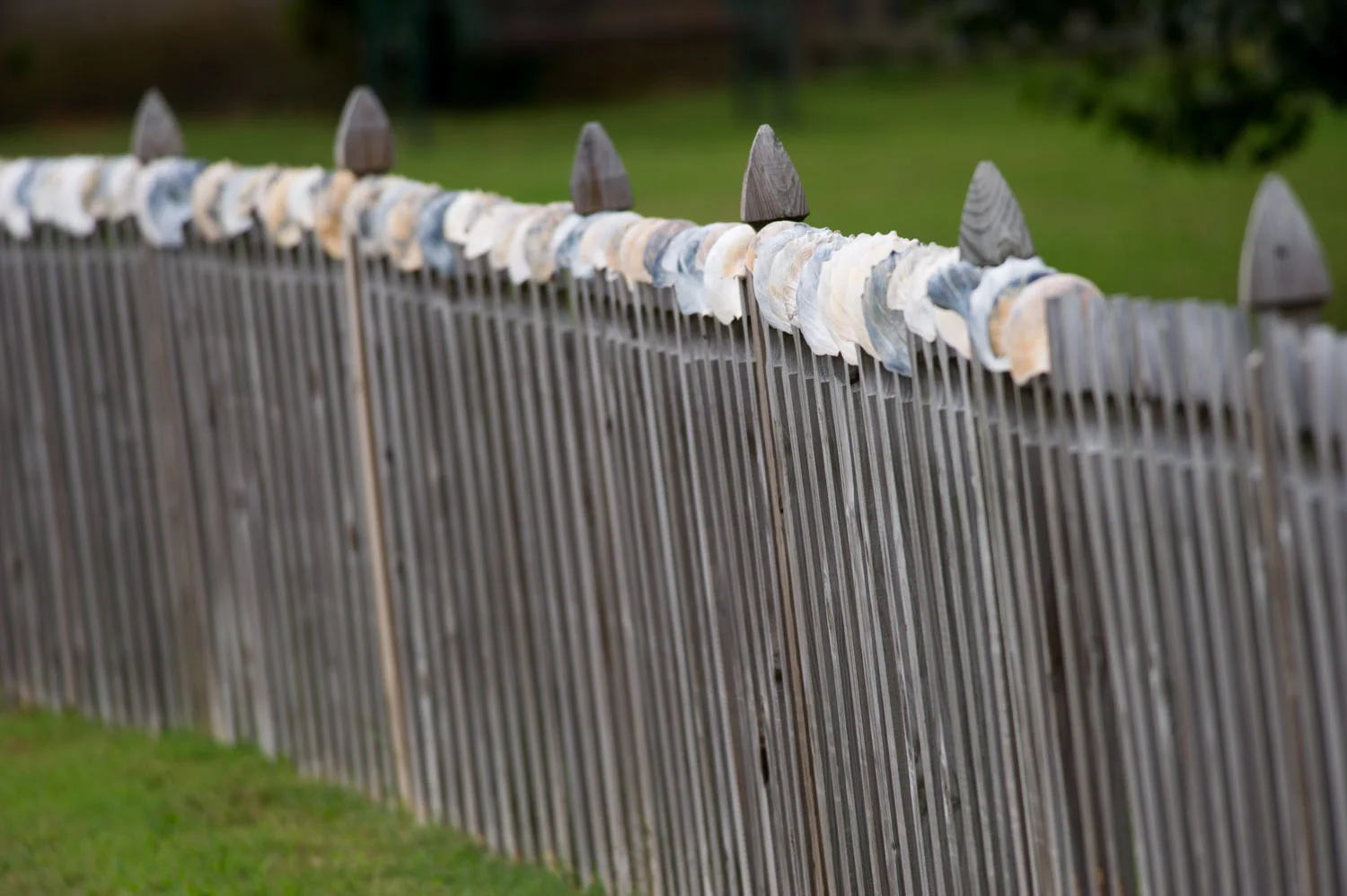 These large beautiful shells were all carefully placed along the fence of this quaint shore house.