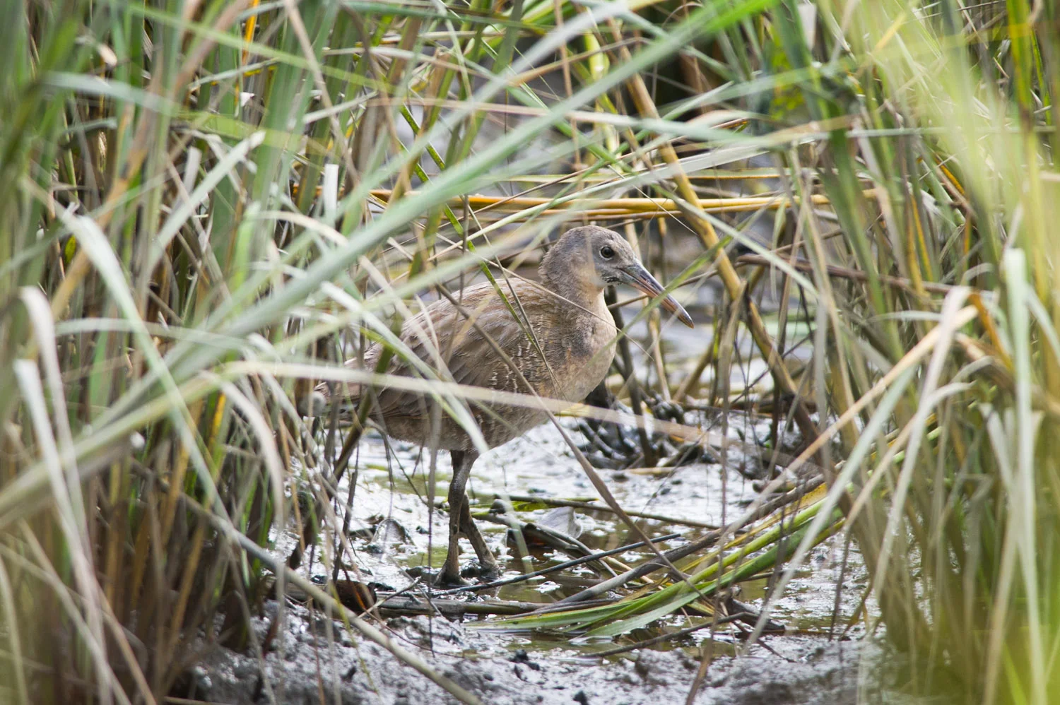 I first heard this elusive but loud Clapper Rail as we walked by it and I was able to find it hidden in the tall marsh grass.