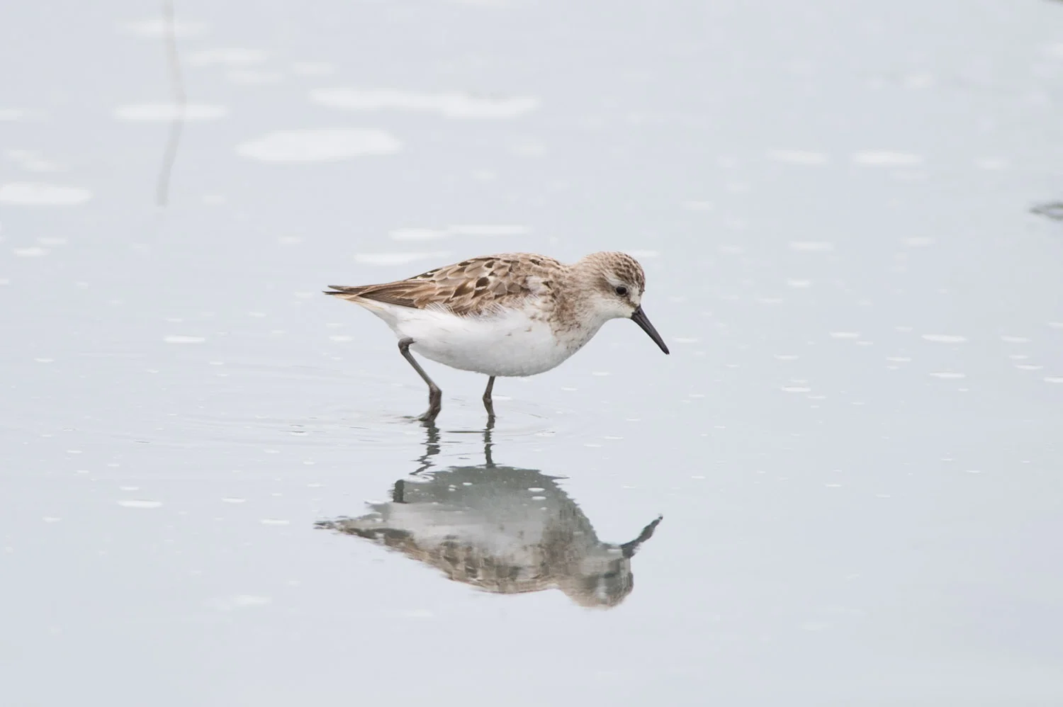 A tiny Semi-palmated Sandpiper at the refuge.
