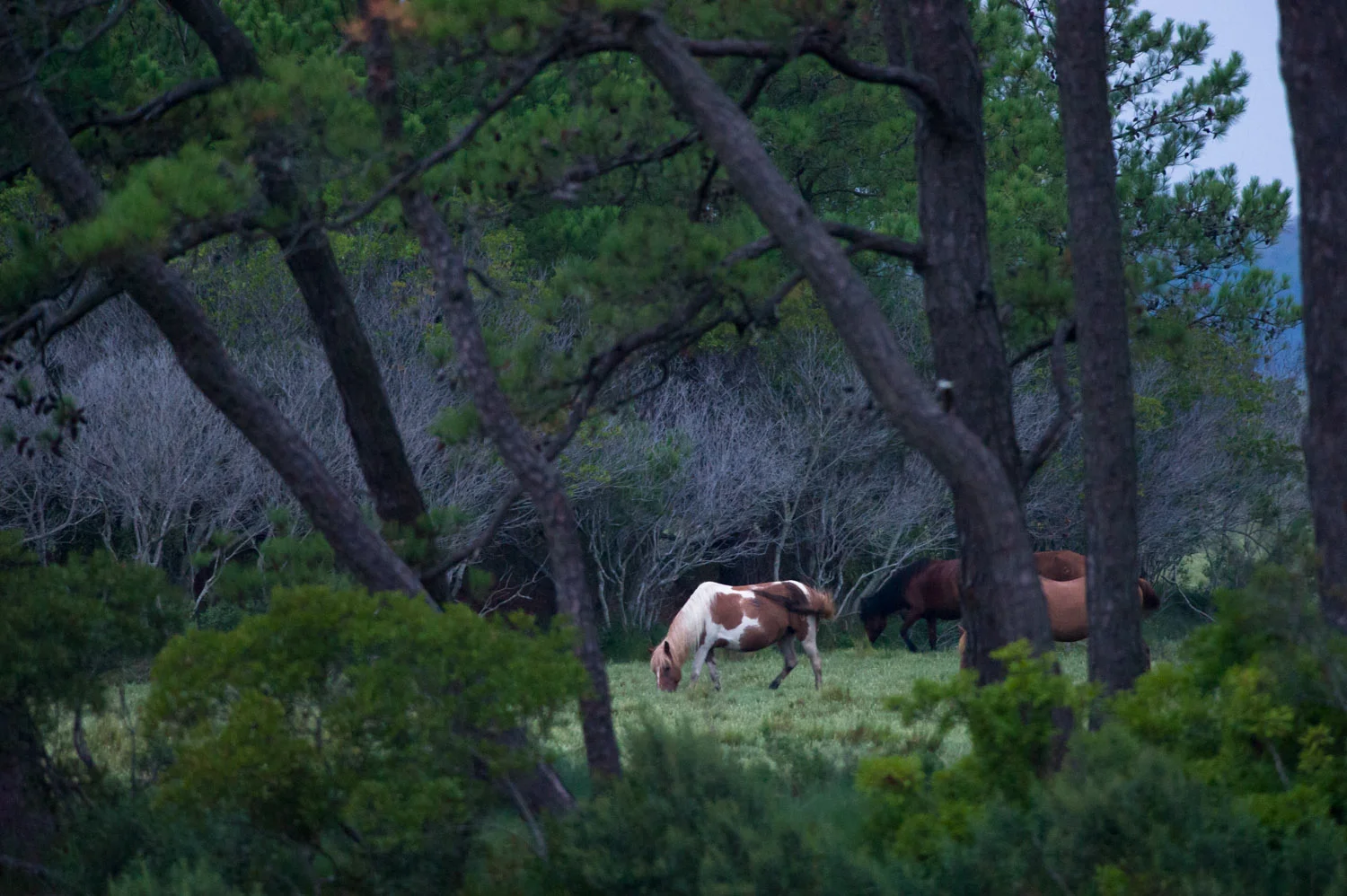 A n early morning trip with my father revealed these ponies grazing before the sun even came up.