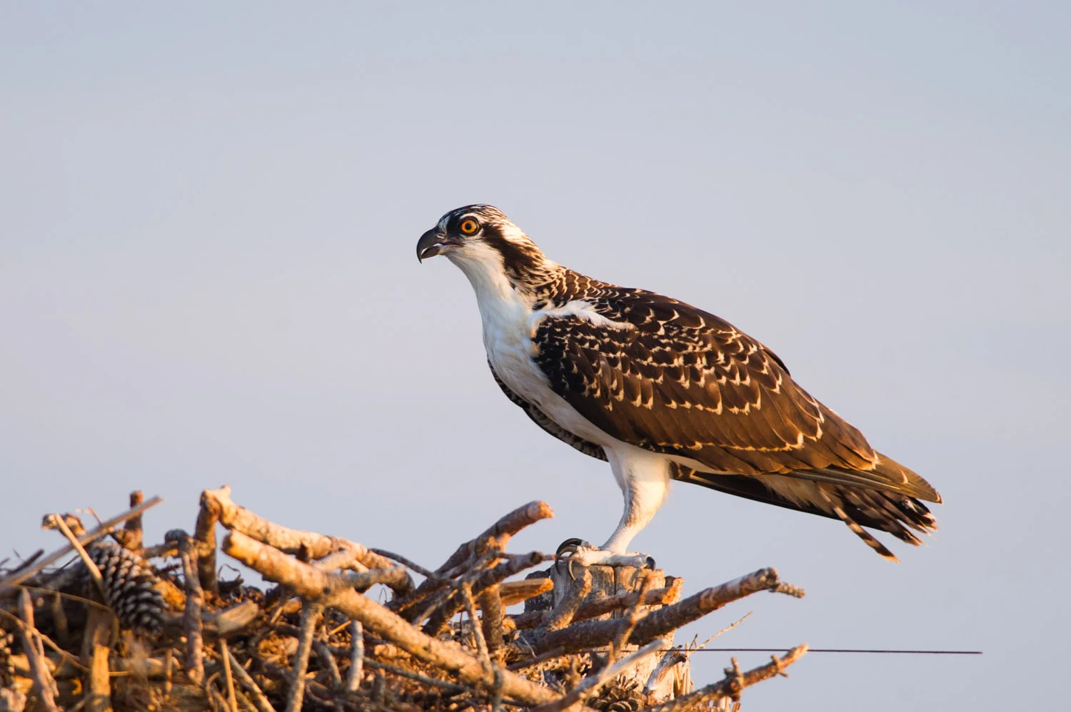 A n Osprey sitting on its nest as the sun starts getting low.