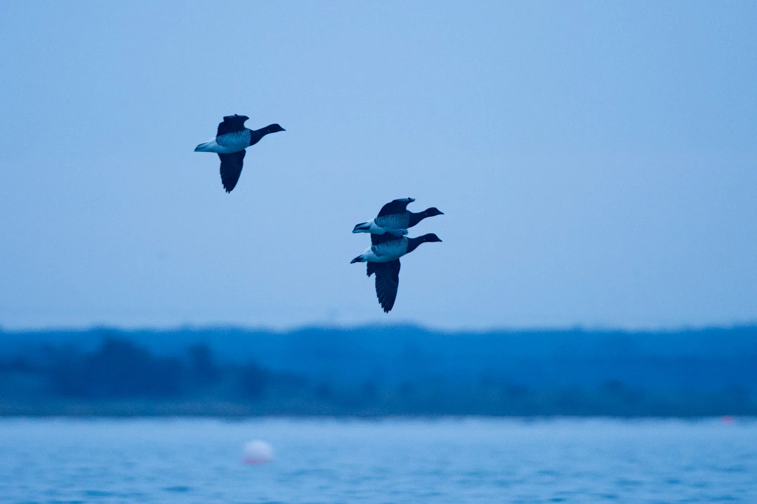 A trio of Brant fly into the harbor.