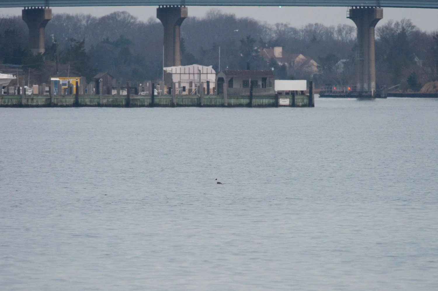 My first sighting of the Western Grebe far out in the water. If you squint you can kind of see it. 