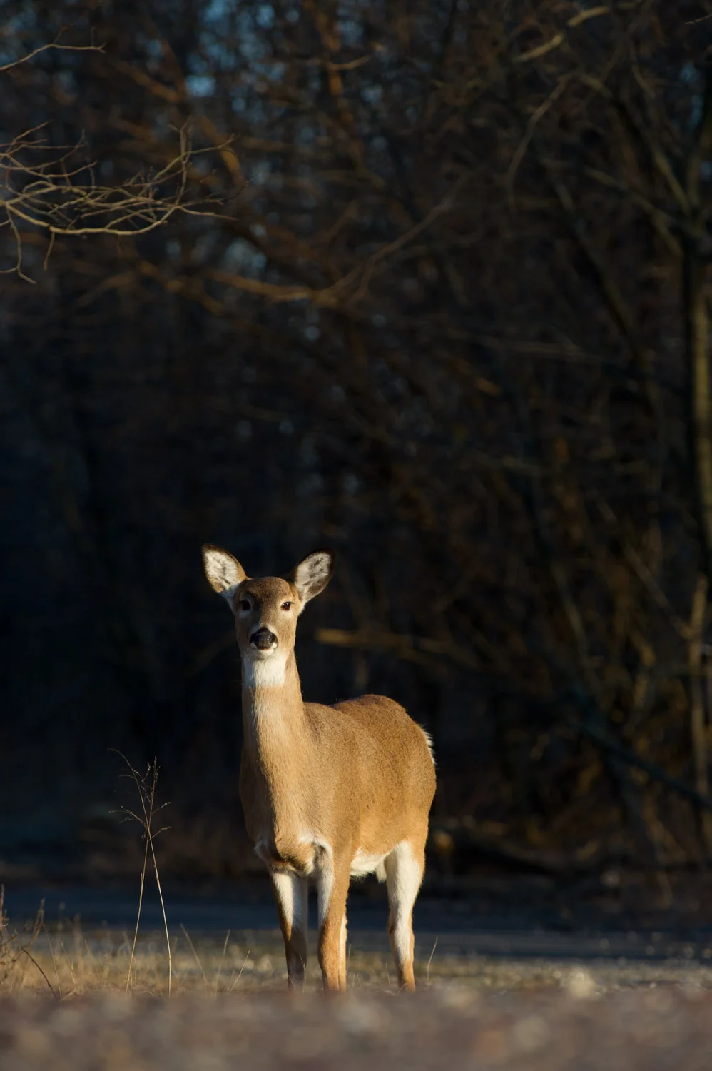 Every time I would press the shutter button this doe would look directly at me. Taken at Palmyra Cove Nature Park.