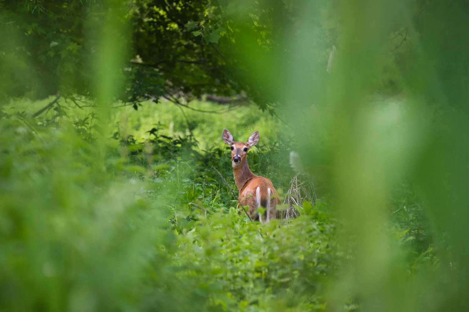 Standing there surrounded by all the green at Palmyra Cove, this deer actually stands out.