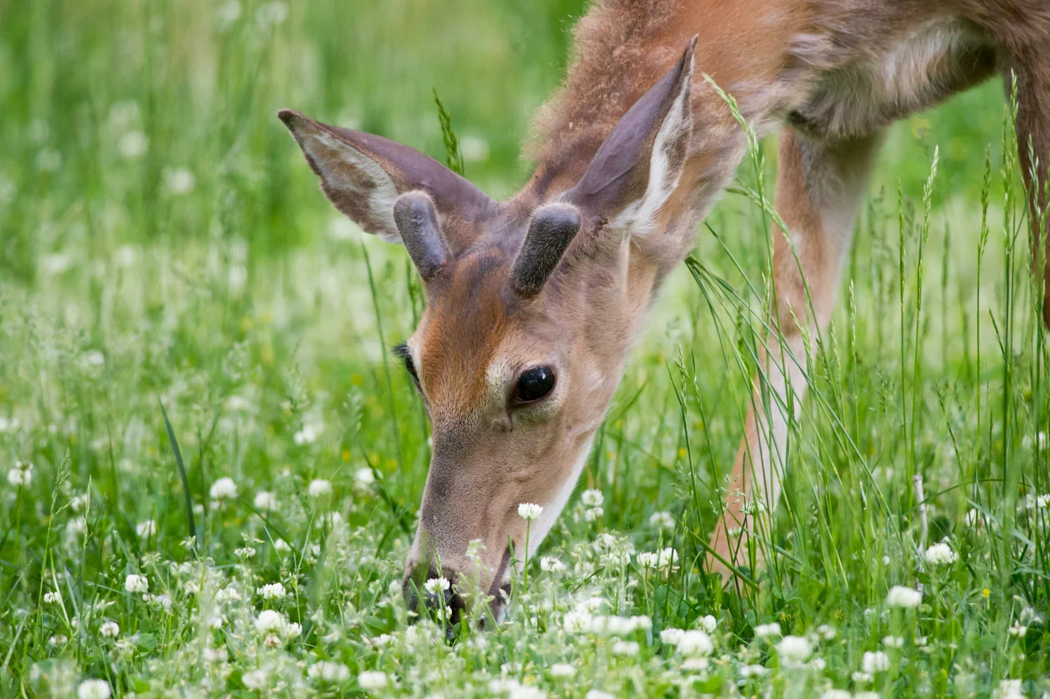 A young buck just starting to grow his antlers for the year grazes in the spring grass at Palmyra Cove.