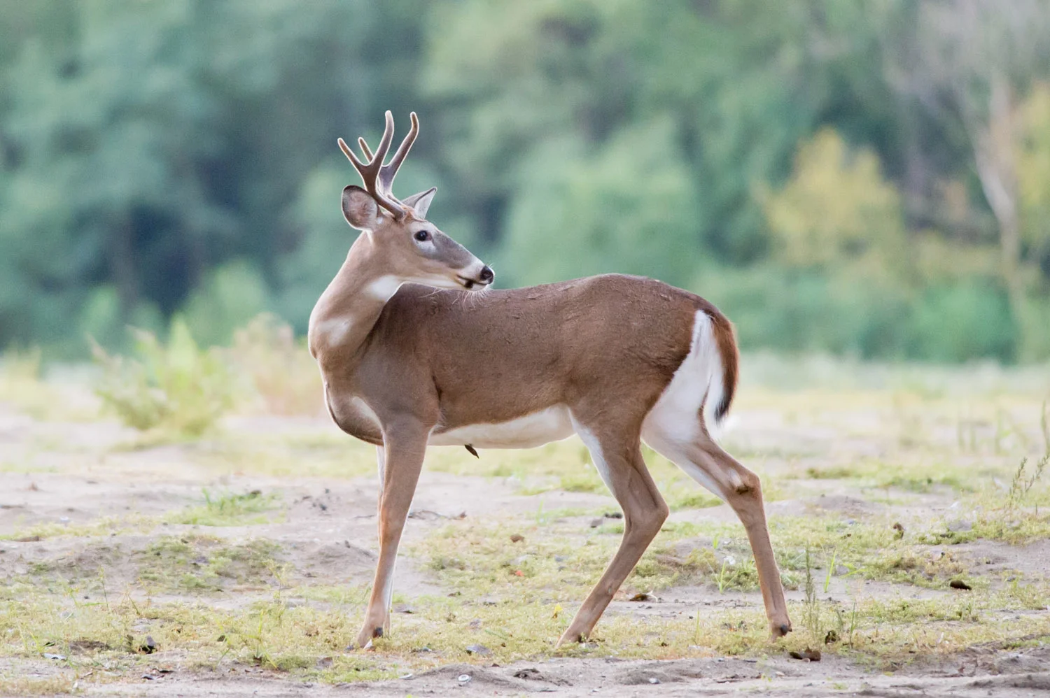 A nice buck shows off his still velvety antlers at Palmyra Cove.