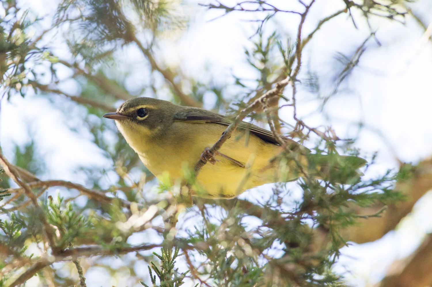 3 - A female Black-Throated Blue Warbler perches in a cedar tree at Cape May State Park in early September.